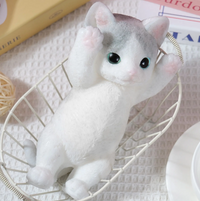 American Shorthair