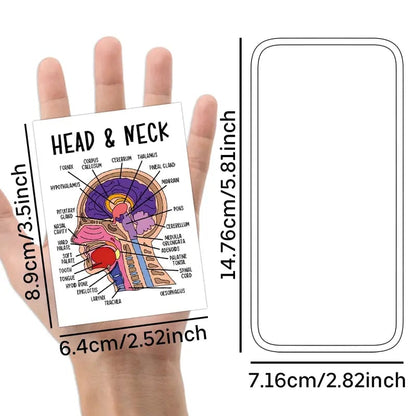 🧠30 Pcs Human Anatomy Flash Cards – Study Guide for Medical and Nursing Staff🫁