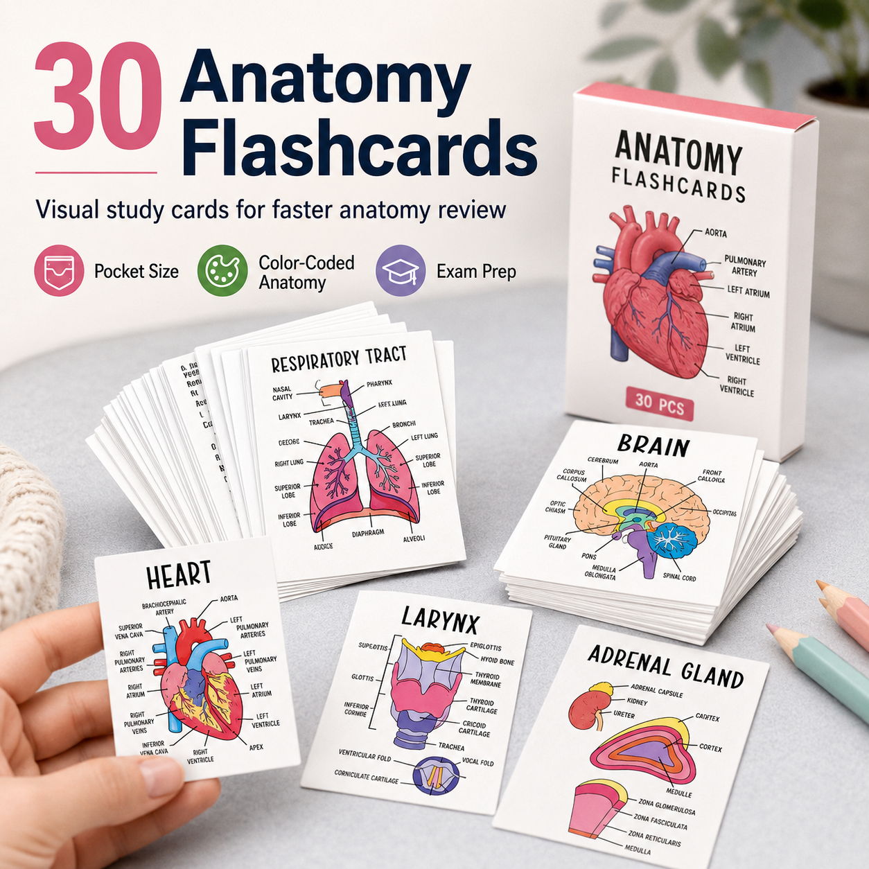 Human Anatomy Flashcards – 30-Piece Visual Study Guide for Medical, Nursing & Anatomy Exam Prep