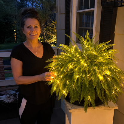 🌿Glowing Boston Ferns with Lights 💛 Zero Watering, Zero Maintenance