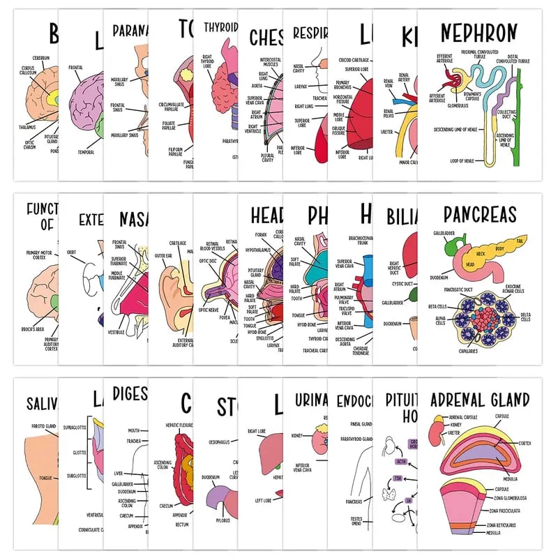🧠30 Pcs Human Anatomy Flash Cards – Study Guide for Medical and Nursing Staff🫁