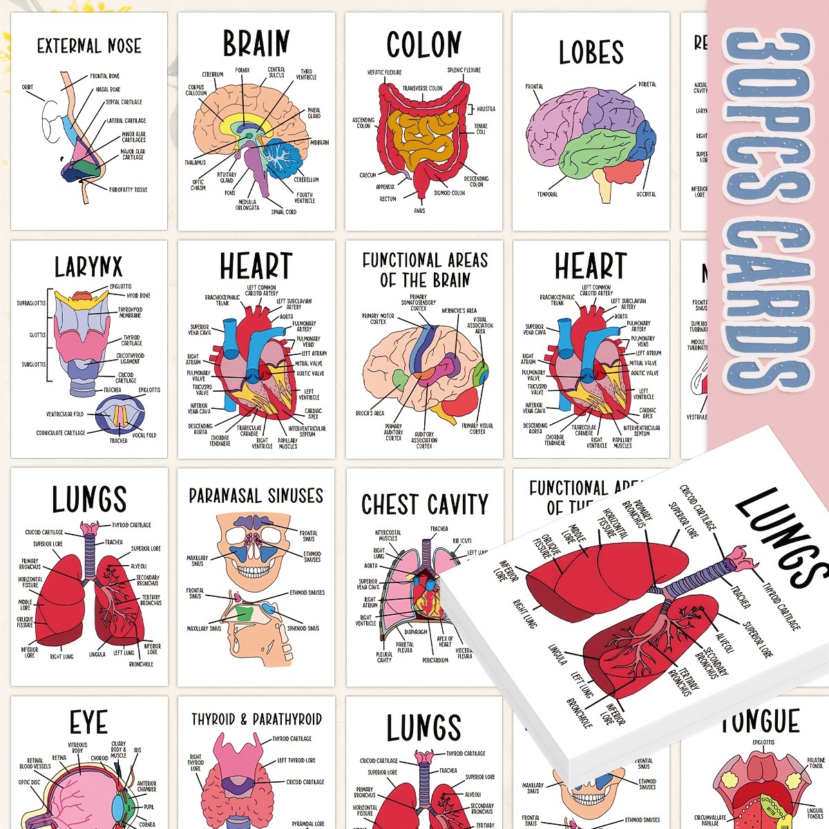 🧠30 Pcs Human Anatomy Flash Cards – Study Guide for Medical and Nursing Staff🫁