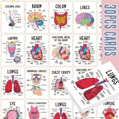 🧠30 Pcs Human Anatomy Flash Cards – Study Guide for Medical and Nursing Staff🫁