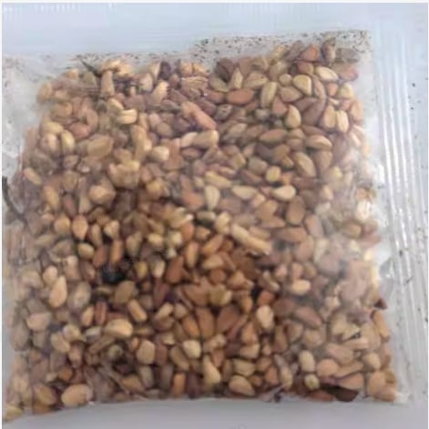 Mixed Rose Seeds