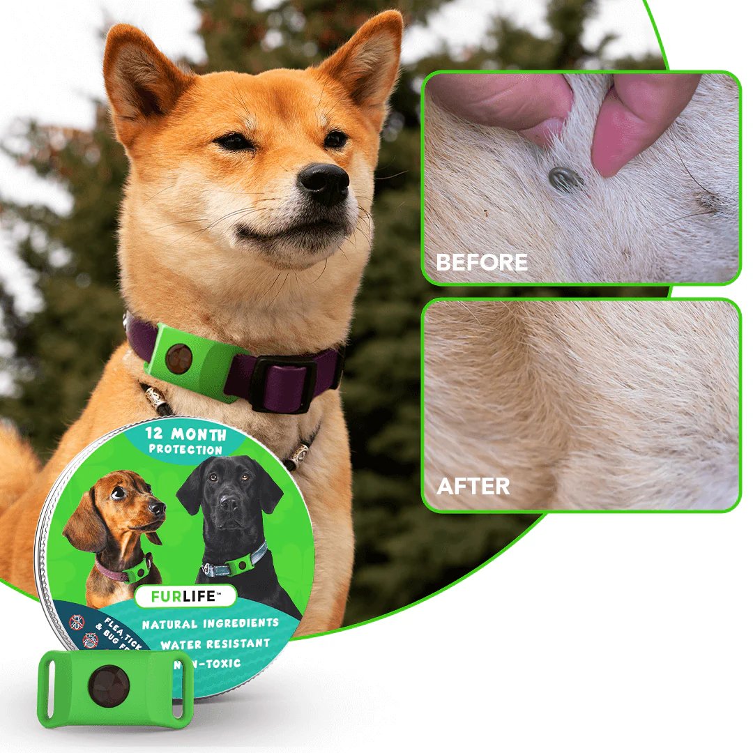 ⏰Last Day 60% OFF-🐕12 Months Flea and Tick Free