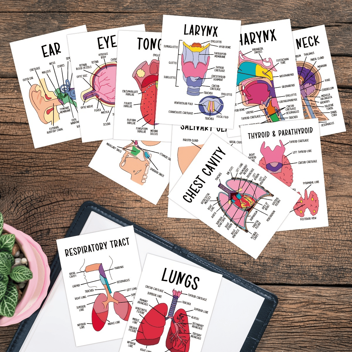 🧠30 Pcs Human Anatomy Flash Cards – Study Guide for Medical and Nursing Staff🫁