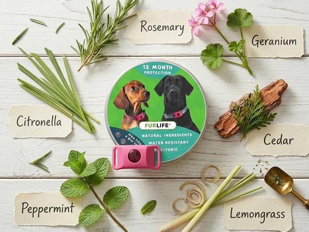 ⏰Last Day 60% OFF-🐕12 Months Flea and Tick Free