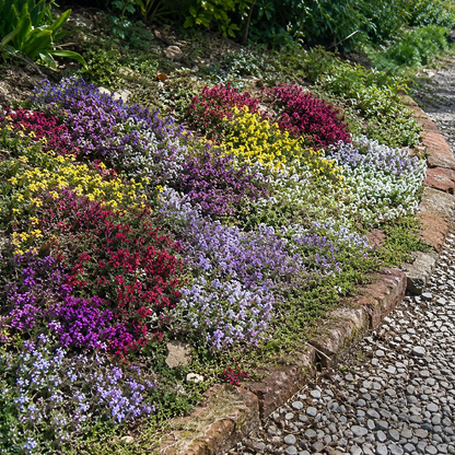 mixed creeping thyme seeds